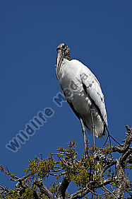 Waldstorch