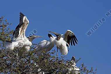 Waldstorch