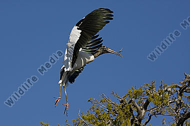Waldstorch