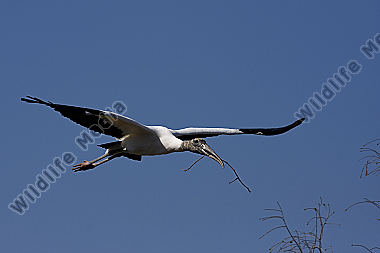 Waldstorch