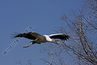 Waldstorch