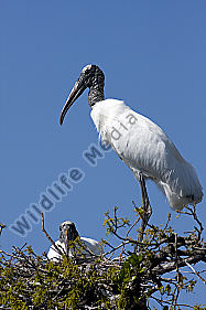 Waldstorch