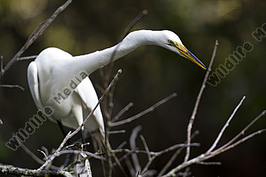 Silberreiher