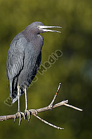 Blaureiher