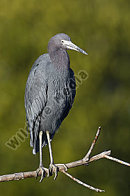 Blaureiher