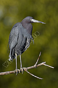 Blaureiher