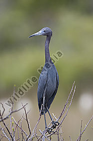 Blaureiher