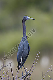 Blaureiher