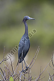 Blaureiher