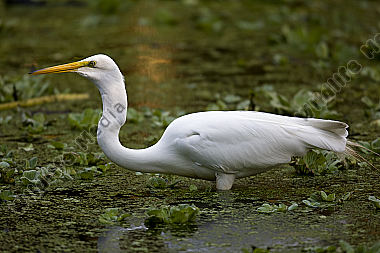 Silberreiher