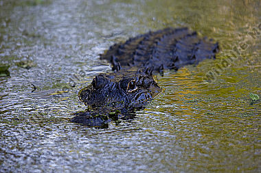 Alligator