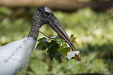 Waldstorch