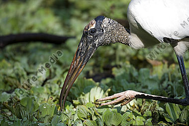 Waldstorch