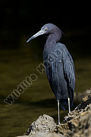 Blaureiher