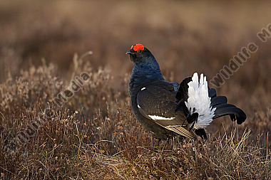 Birkhahnbalz