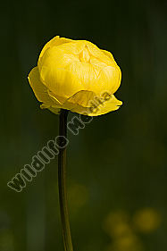Trollblume
