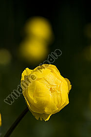 Trollblume