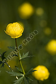Trollblume