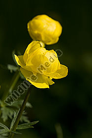 Trollblume