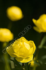 Trollblume