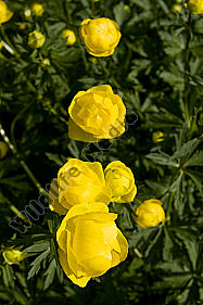 Trollblume