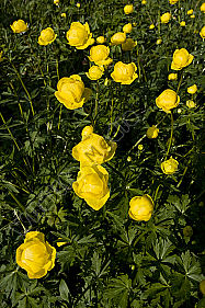 Trollblume