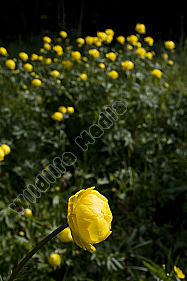Trollblume