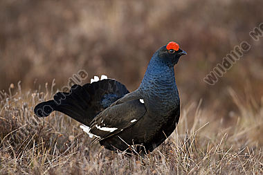 Birkhahnbalz