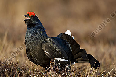 Birkhahnbalz