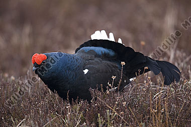 Birkhahnbalz
