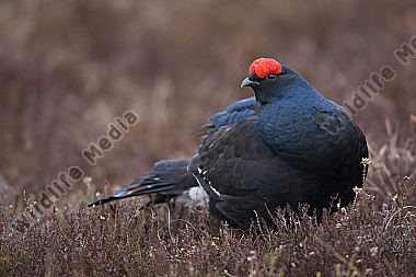 Birkhahnbalz