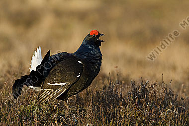 Birkhahnbalz