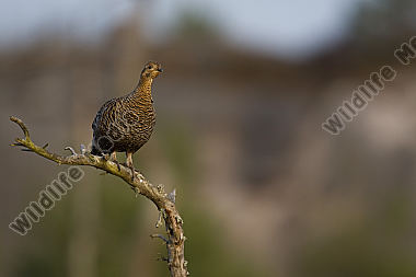 Birkhenne