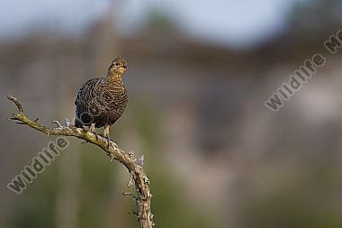 Birkhenne
