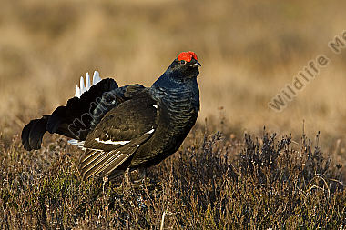 Birkhahnbalz