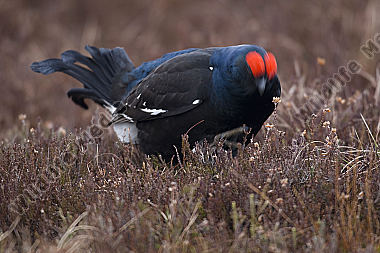 Birkhahnbalz