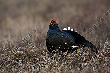 Birkhahnbalz