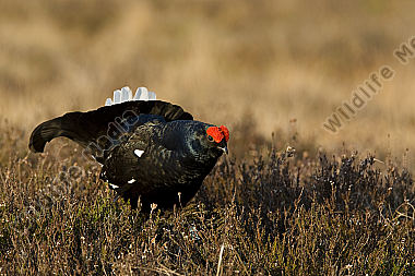 Birkhahnbalz
