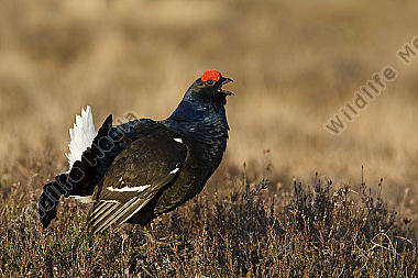 Birkhahnbalz