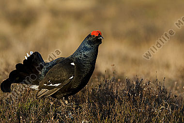 Birkhahnbalz