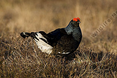 Birkhahnbalz