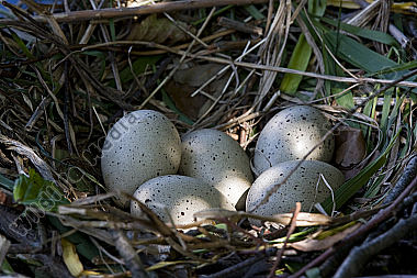Blässhuhn