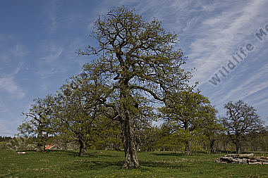 Eiche