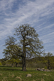 Eiche