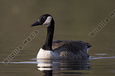 Kanadagans / Canada Goose / Branta canadensis