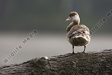 weibliche Kolbenente