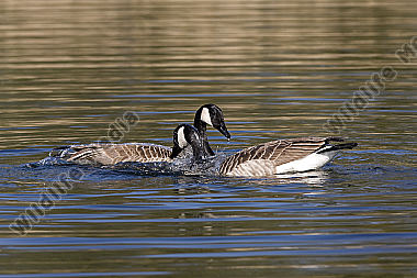 Kanadagans / Canada Goose / Branta canadensis