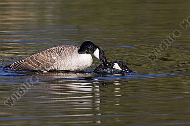 Kanadagans / Canada Goose / Branta canadensis