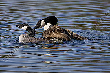 Kanadagans / Canada Goose / Branta canadensis