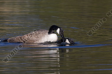 Kanadagans / Canada Goose / Branta canadensis